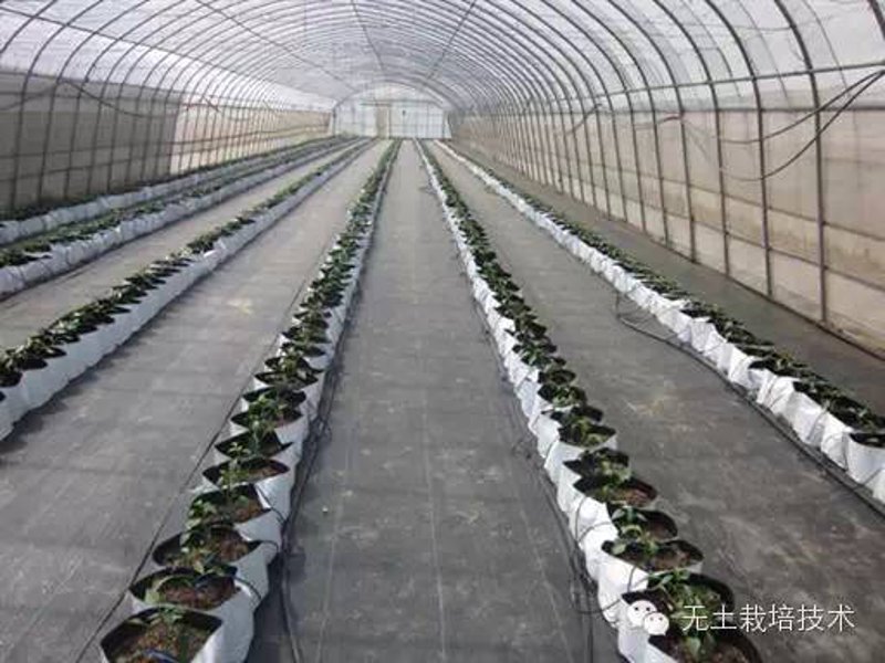 科普解读类:有机农业的绿色革命